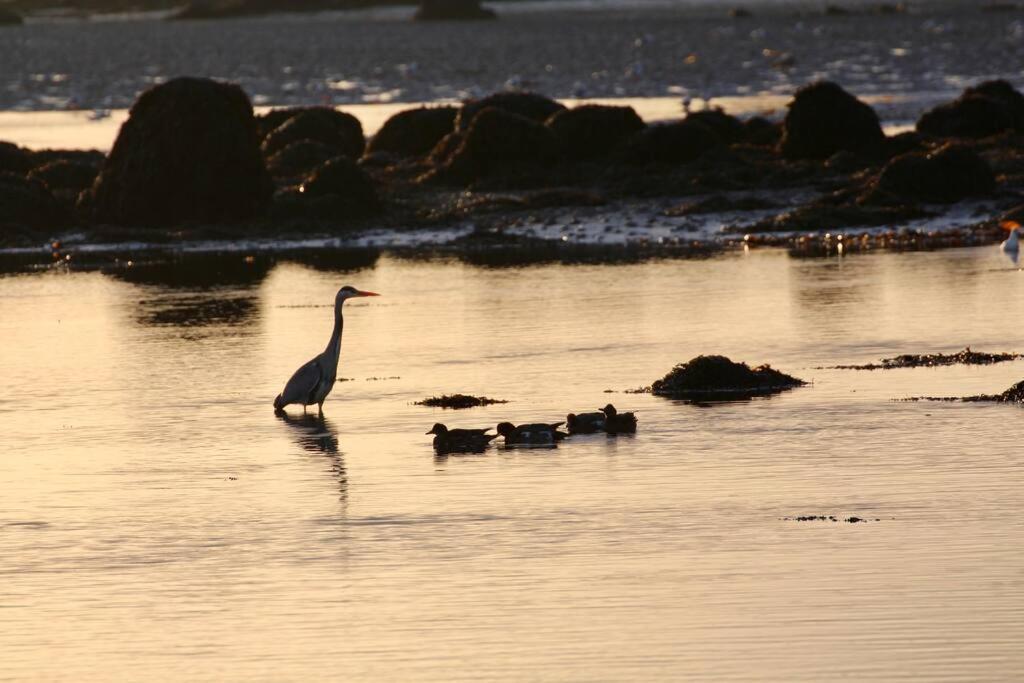 Curlews Rest - Gateway To The Aran Islands Lägenhet Galway Exteriör bild